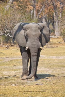 African Elephant - Loxodonta africana