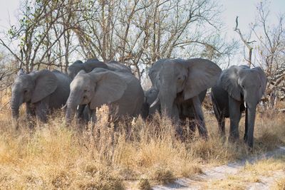 African Elephant - Loxodonta africana