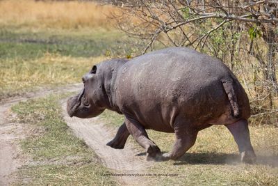 Hippo - Hippopotamus amphibius