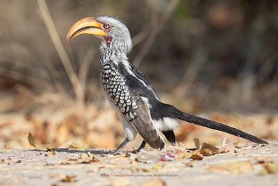 Southern Yellow-billed Hornbill - Tockus leucomelas