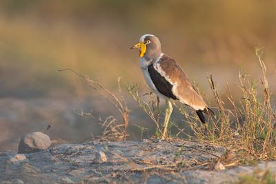 White-crowned lapwing - Vanellus albiceps