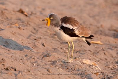 White-crowned lapwing - Vanellus albiceps