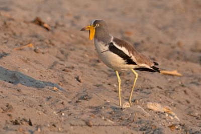 White-crowned lapwing - Vanellus albiceps