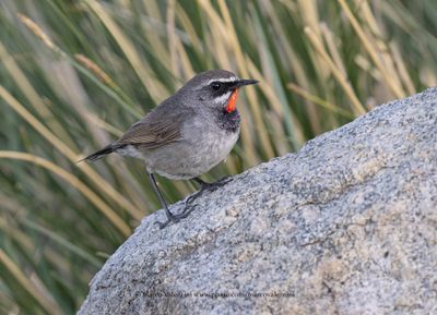 Chinese Rubythroat - Calliope tschebaiewi