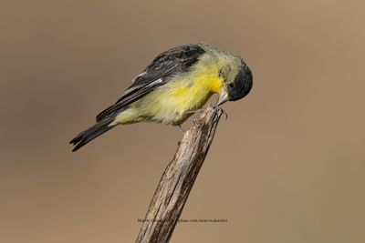 Lesser goldfinch - Spinus psaltria