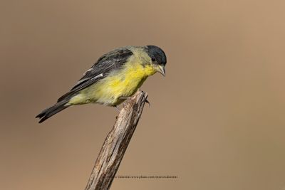Lesser goldfinch - Spinus psaltria
