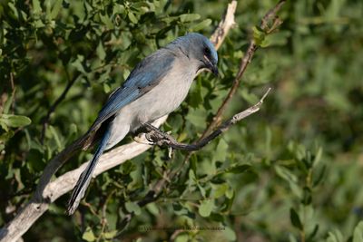 Mexican Jay - Aphelocoma wollweberi