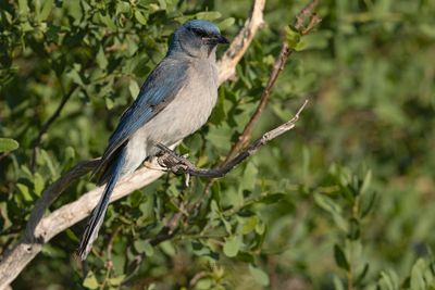 Mexican Jay - Aphelocoma wollweberi