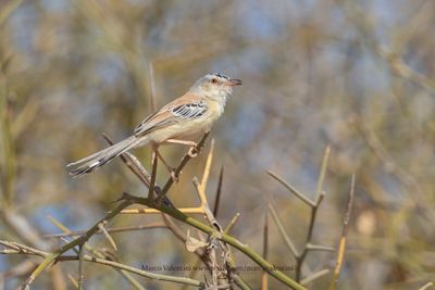Cricket Longtail - Spiloptila clamans