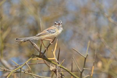 Cricket Longtail - Spiloptila clamans