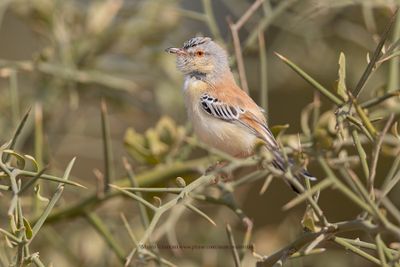 Cricket Longtail - Spiloptila clamans