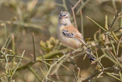 Cricket Longtail - Spiloptila clamans