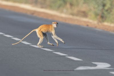 Patas Monkey - Erythrocebus patas