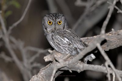 Western Screech-Owl - Megascops kennicottii