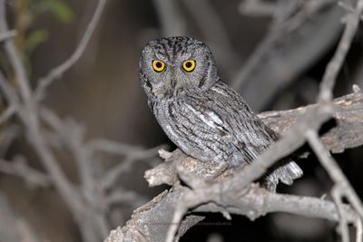 Western Screech-Owl - Megascops kennicottii
