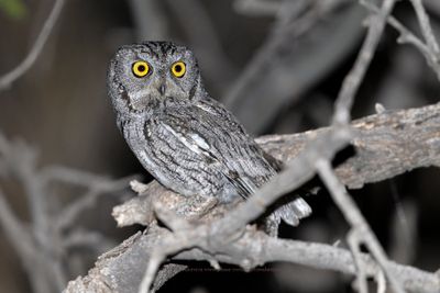 Western Screech-Owl - Megascops kennicottii