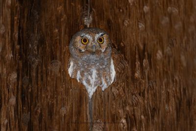 Elf Owl - Micrathene whitneyi