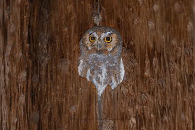 Elf Owl - Micrathene whitneyi