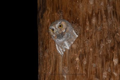 Elf Owl - Micrathene whitneyi