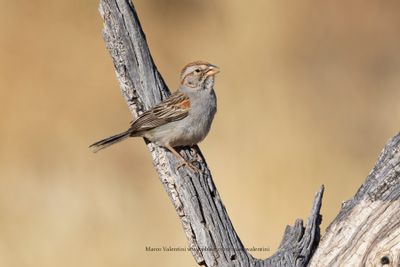 Rufous-winged Sparrow - Peucaea carpalis