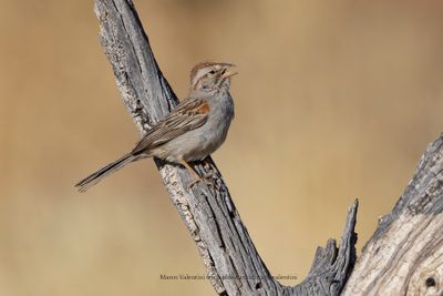 Rufous-winged Sparrow - Peucaea carpalis
