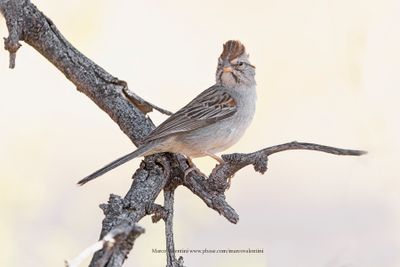 Rufous-winged Sparrow - Peucaea carpalis