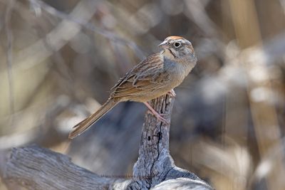 Rufous-crowned Sparrow - Aimophila ruficeps