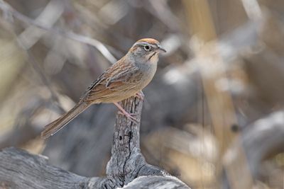Rufous-crowned Sparrow - Aimophila ruficeps