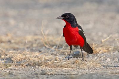 Crimson-breasted Shrike - Laniarius atrococcineus
