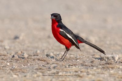 Crimson-breasted Shrike - Laniarius atrococcineus
