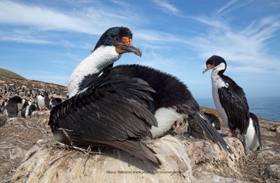 Imperial Shag - Phalacrocorax atriceps