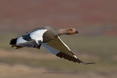 Upland Goose - Chloephaga picta