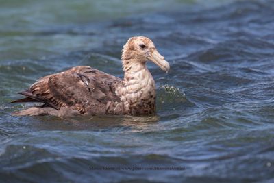 Southern Giant Petrel - Macronectes giganteus