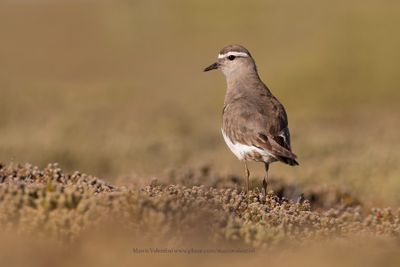 Rufous-chested Dotterel - Charadrius modestus