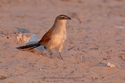 White-browed Coucal - Centropus superciliosus
