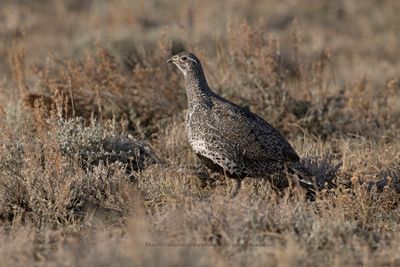 Greater Sage-grouse - Centrocercus urophasianus