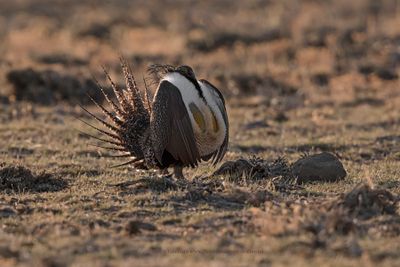 Greater Sage-grouse - Centrocercus urophasianus