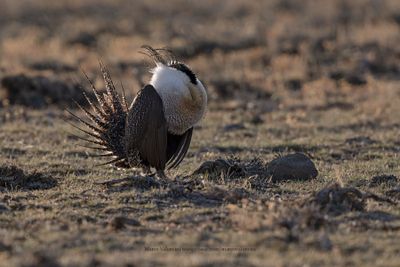 Greater Sage-grouse - Centrocercus urophasianus