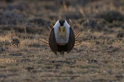 Greater Sage-grouse - Centrocercus urophasianus
