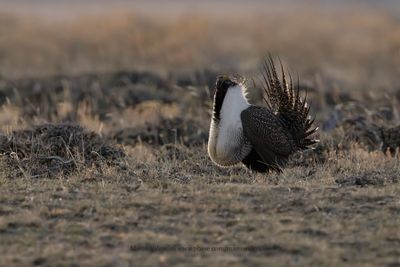 Greater Sage-grouse - Centrocercus urophasianus