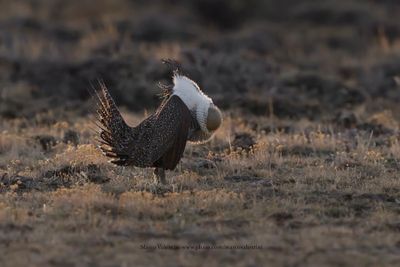 Greater Sage-grouse - Centrocercus urophasianus