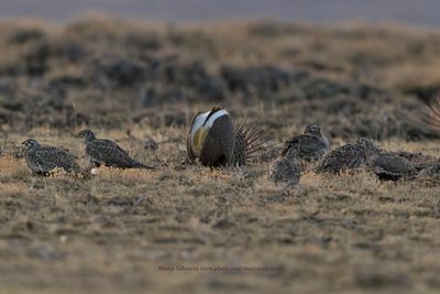 Greater Sage-grouse - Centrocercus urophasianus