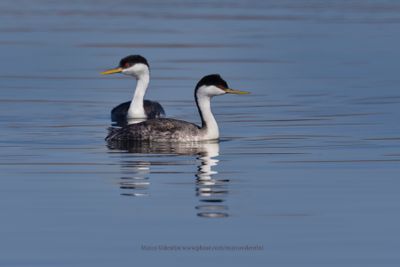 Western Grebe - Aechmophorus occidentalis