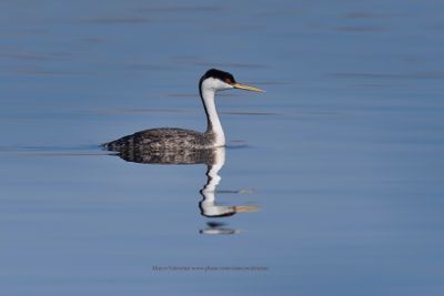 Western Grebe - Aechmophorus occidentalis