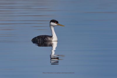 Western Grebe - Aechmophorus occidentalis