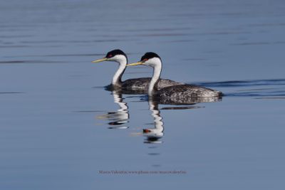 Western Grebe - Aechmophorus occidentalis
