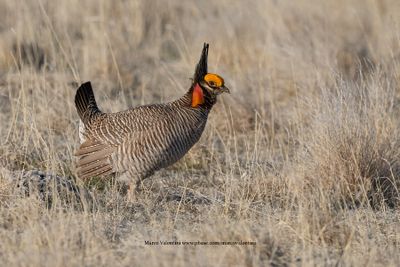 Greater Prairie Chicken - Tympanuchus cupido