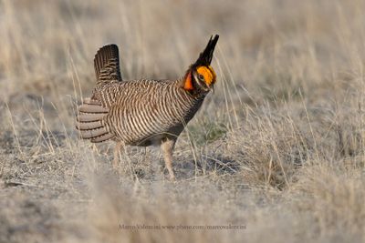 Greater Prairie Chicken - Tympanuchus cupido