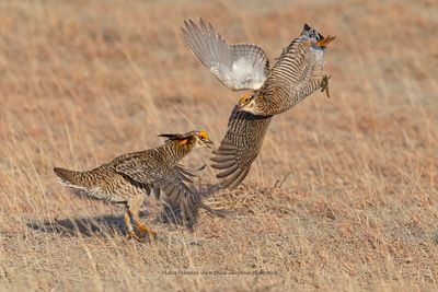 Greater Prairie Chicken - Tympanuchus cupido