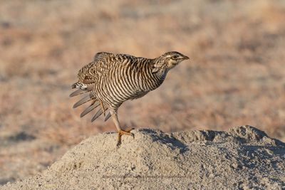 Greater Prairie Chicken - Tympanuchus cupido